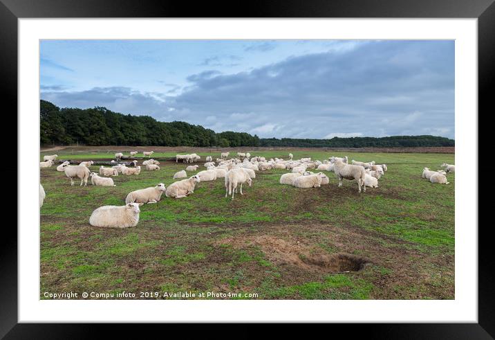 Sheep herd on heather land in Ede Holland Framed Mounted Print by Chris Willemsen
