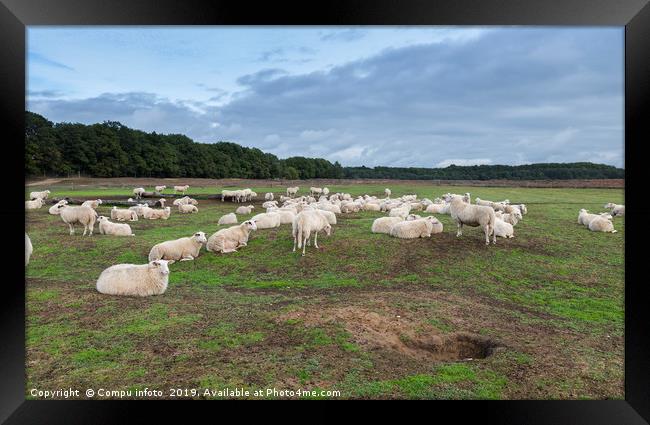 Sheep herd on heather land in Ede Holland Framed Print by Chris Willemsen