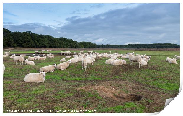 Sheep herd on heather land in Ede Holland Print by Chris Willemsen