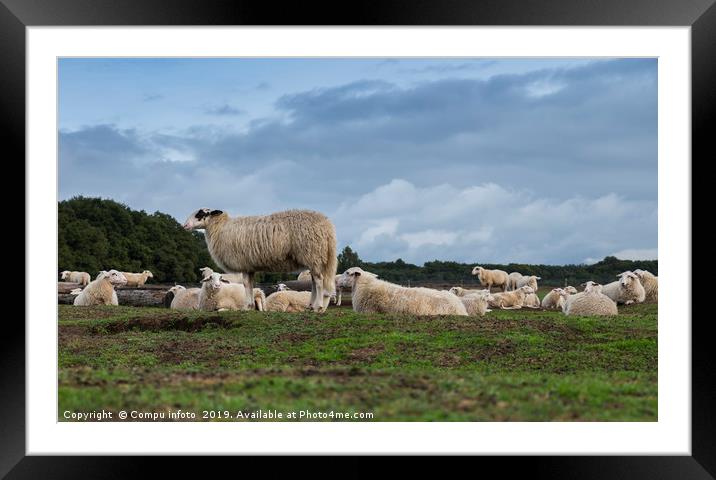 Sheep herd on heather land in Ede Holland Framed Mounted Print by Chris Willemsen