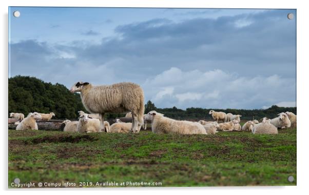 Sheep herd on heather land in Ede Holland Acrylic by Chris Willemsen