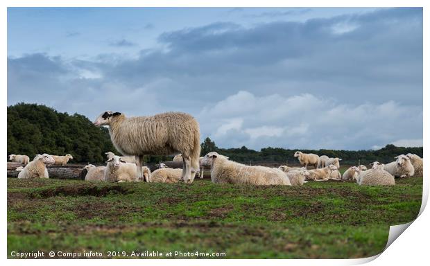Sheep herd on heather land in Ede Holland Print by Chris Willemsen
