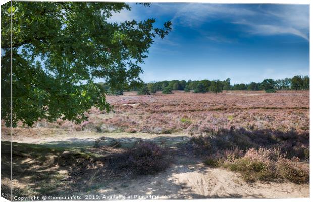 heather fields in september in the national park t Canvas Print by Chris Willemsen