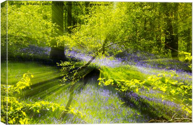 Woodland explosion. Canvas Print by Ashley Cooper