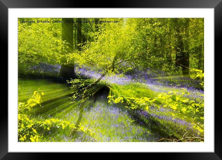Woodland explosion. Framed Mounted Print by Ashley Cooper