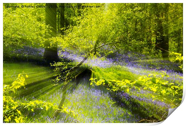 Woodland explosion. Print by Ashley Cooper