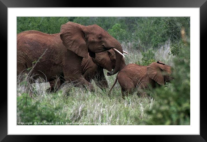 JST117 spooked elephants Framed Mounted Print by Jim Tampin