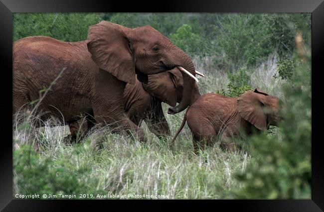 JST117 spooked elephants Framed Print by Jim Tampin