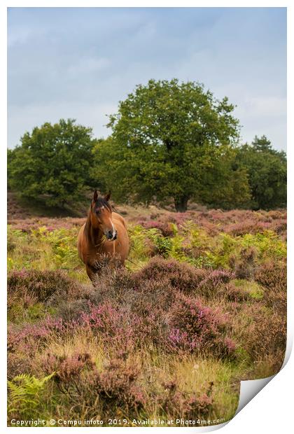 wild horse in nature in holland Print by Chris Willemsen