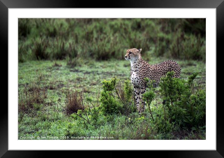 JST122 Attention Framed Mounted Print by Jim Tampin