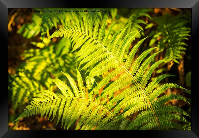 Ferns Framed Print by Ashley Cooper