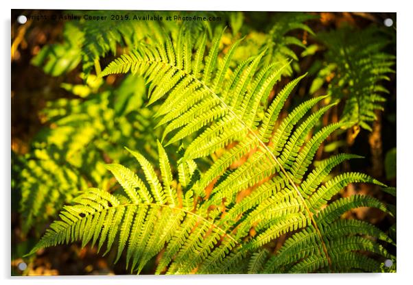 Ferns Acrylic by Ashley Cooper