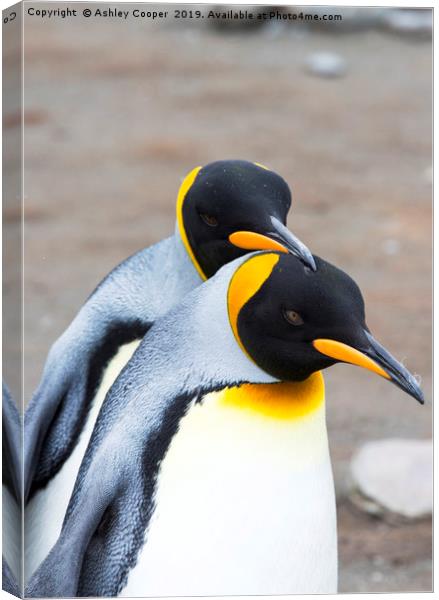 Penguin love. Canvas Print by Ashley Cooper