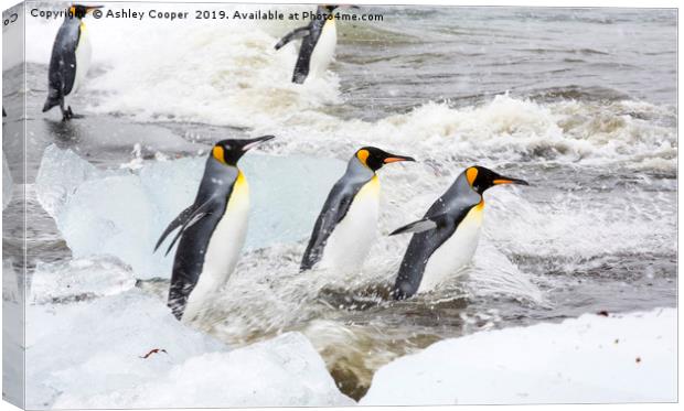 Penguin ice Canvas Print by Ashley Cooper