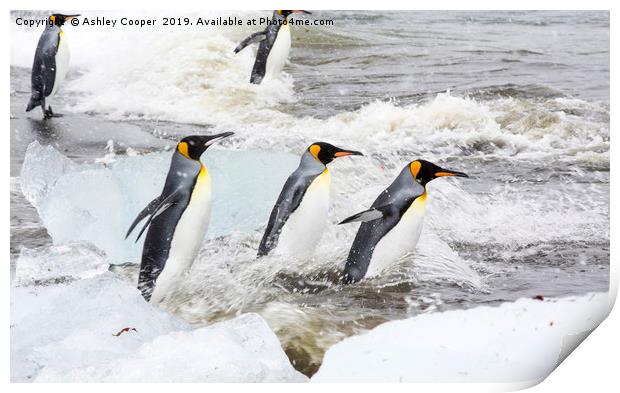 Penguin ice Print by Ashley Cooper