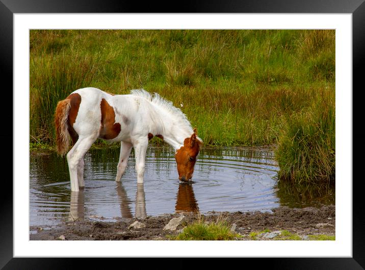 Moorland Pony Framed Mounted Print by Carolyn Barnard