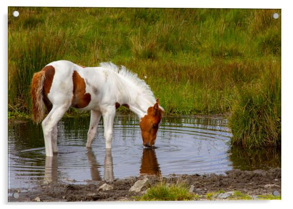 Moorland Pony Acrylic by Carolyn Barnard