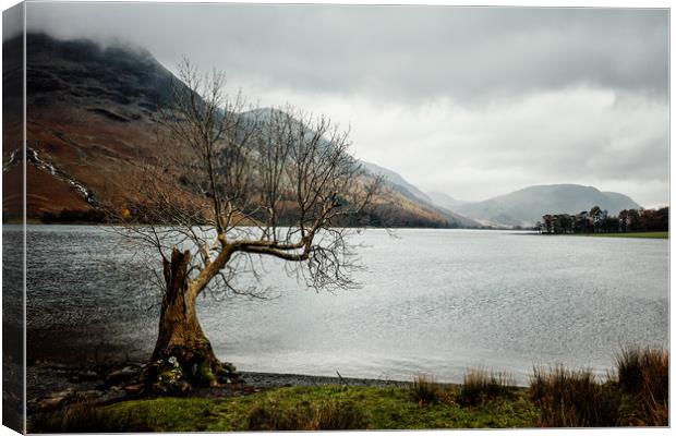 Lonely Tree in the Lake District Canvas Print by John Ly