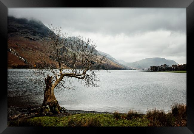 Lonely Tree in the Lake District Framed Print by John Ly