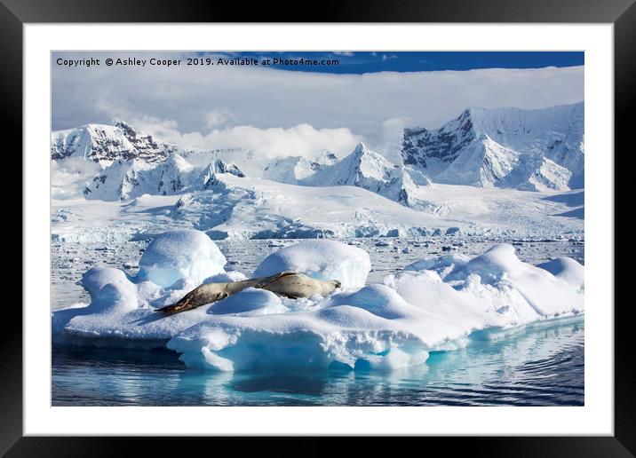 Leopard Seal Framed Mounted Print by Ashley Cooper