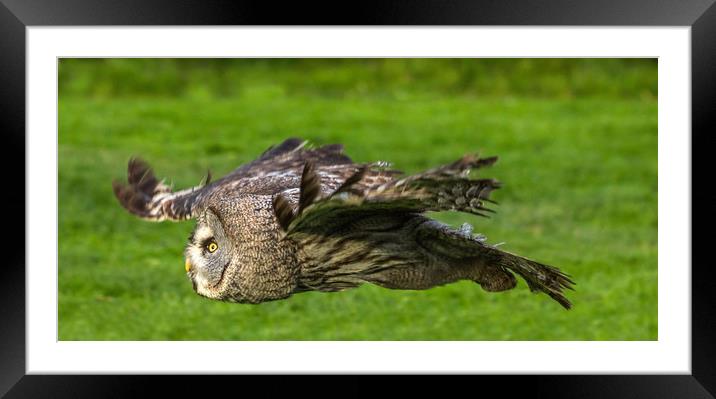 On the hunt. Framed Mounted Print by Ian Taylor