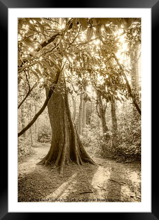  Tree in woodland, Abbots Pool close Bristol, UK Framed Mounted Print by Bernd Tschakert