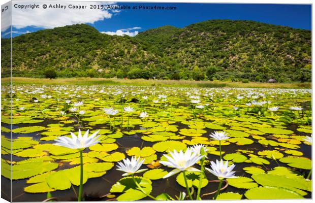 Lilly pond. Canvas Print by Ashley Cooper