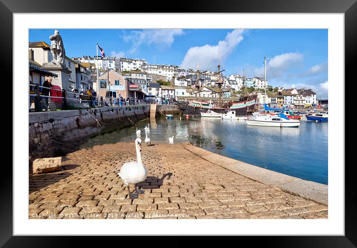 Swans on the slipway at Brixham Harbour Framed Mounted Print by Rosie Spooner
