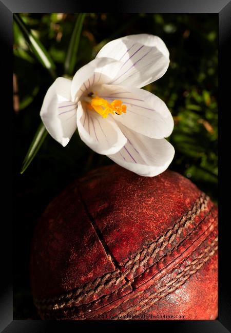 Old cricket ball under crocus flower Framed Print by Simon Bratt LRPS