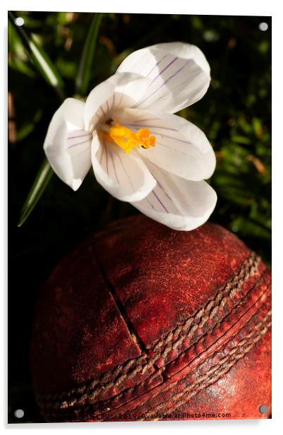 Old cricket ball under crocus flower Acrylic by Simon Bratt LRPS