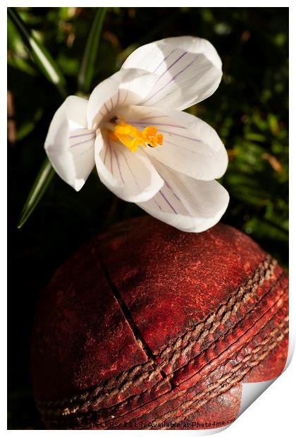 Old cricket ball under crocus flower Print by Simon Bratt LRPS