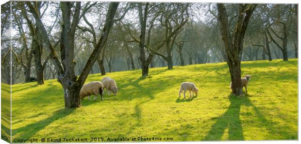 Sheep under trees on a pasture, Somerset, England Canvas Print by Bernd Tschakert
