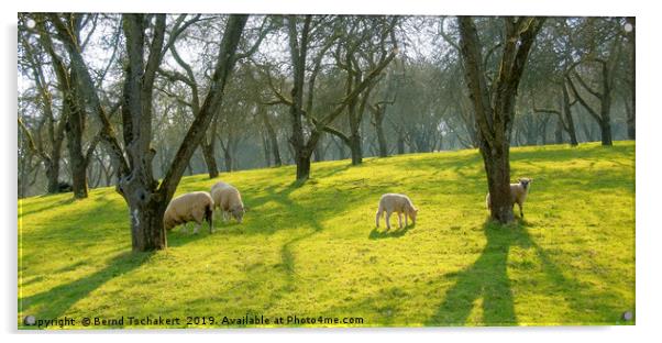 Sheep under trees on a pasture, Somerset, England Acrylic by Bernd Tschakert