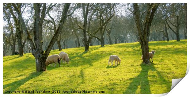 Sheep under trees on a pasture, Somerset, England Print by Bernd Tschakert