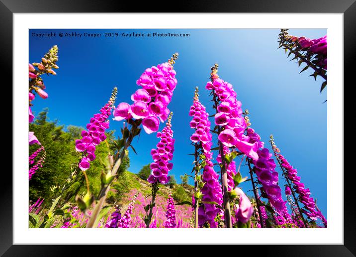 Foxgloves. Framed Mounted Print by Ashley Cooper