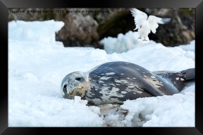 Seal chill. Framed Print by Ashley Cooper