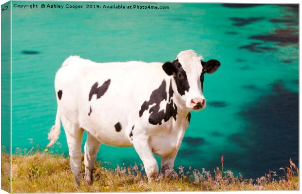 Cow blue. Canvas Print by Ashley Cooper