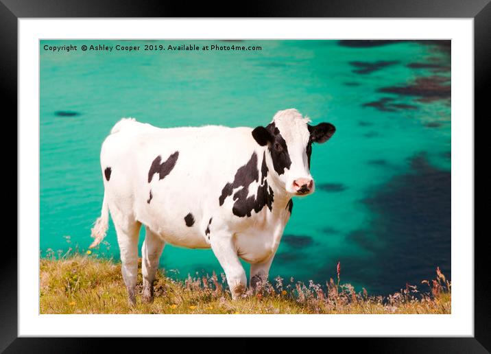 Cow blue. Framed Mounted Print by Ashley Cooper