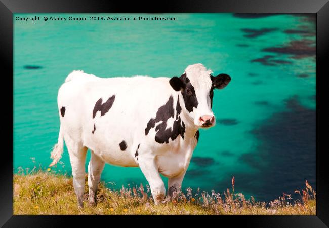 Cow blue. Framed Print by Ashley Cooper