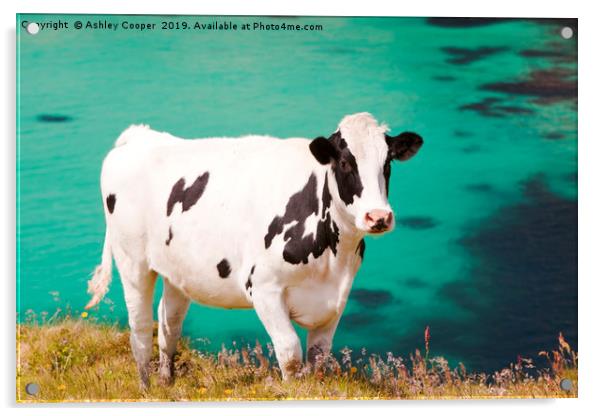 Cow blue. Acrylic by Ashley Cooper