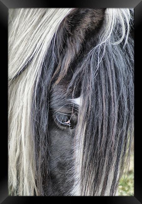 Don't Be Shy, Charlie! Framed Print by Sandi-Cockayne ADPS