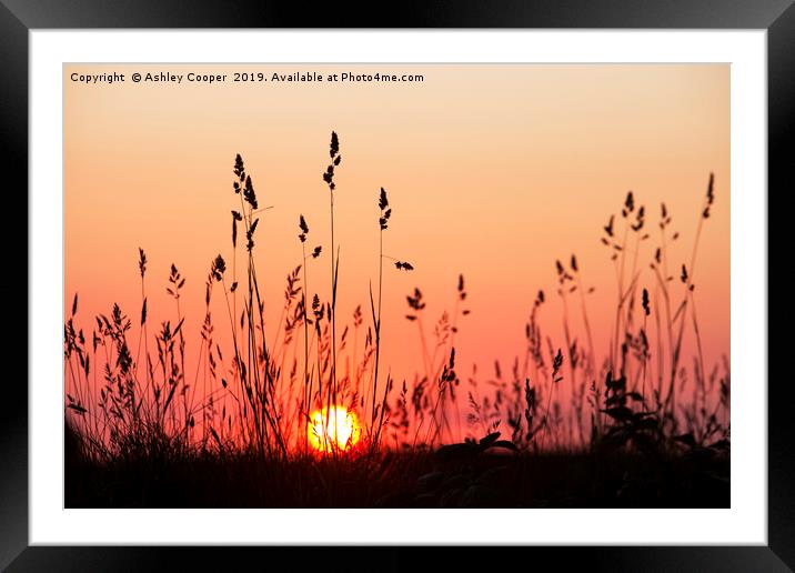 Grass glow. Framed Mounted Print by Ashley Cooper