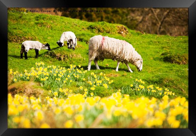 Spring lamb. Framed Print by Ashley Cooper
