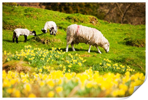 Spring lamb. Print by Ashley Cooper