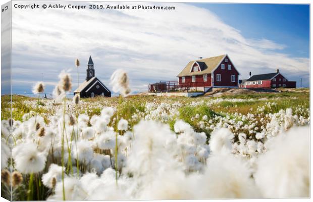 Cotton Grass. Canvas Print by Ashley Cooper