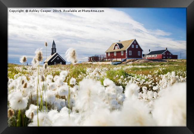 Cotton Grass. Framed Print by Ashley Cooper
