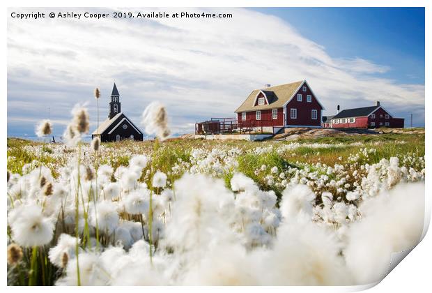 Cotton Grass. Print by Ashley Cooper