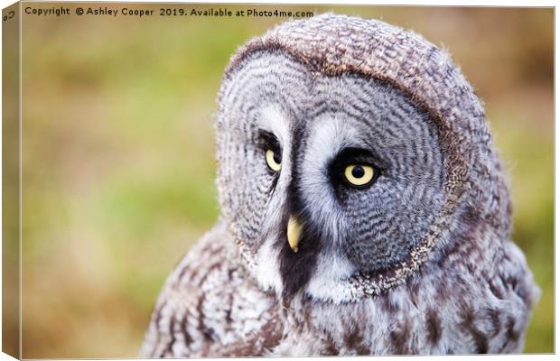 Wise eyes. Canvas Print by Ashley Cooper