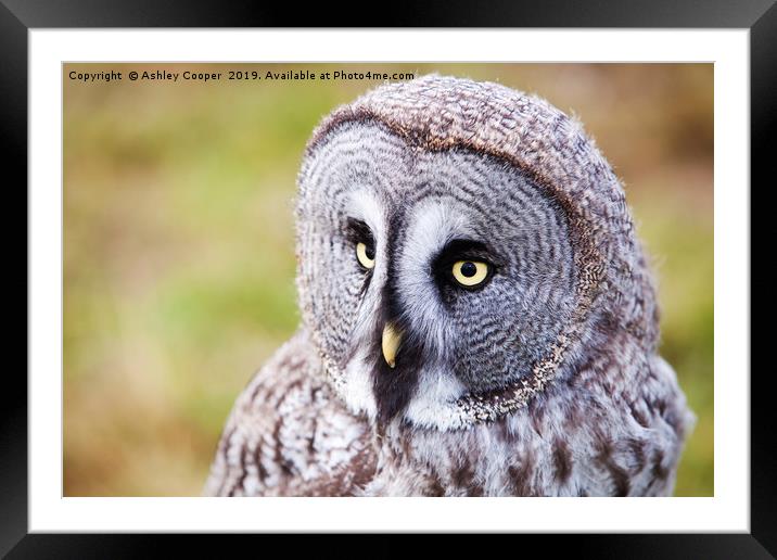Wise eyes. Framed Mounted Print by Ashley Cooper