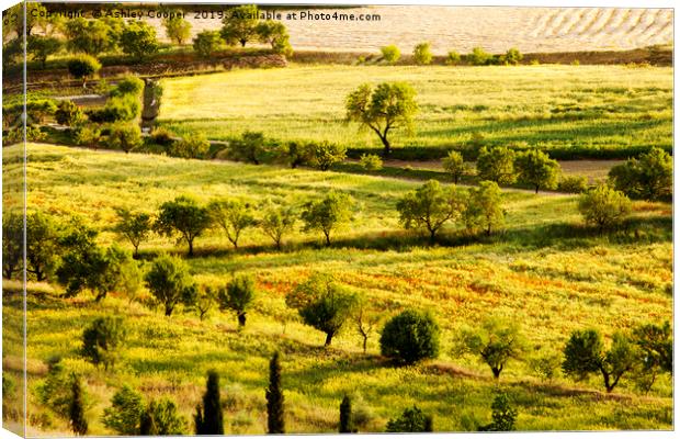 Spanish countryside. Canvas Print by Ashley Cooper